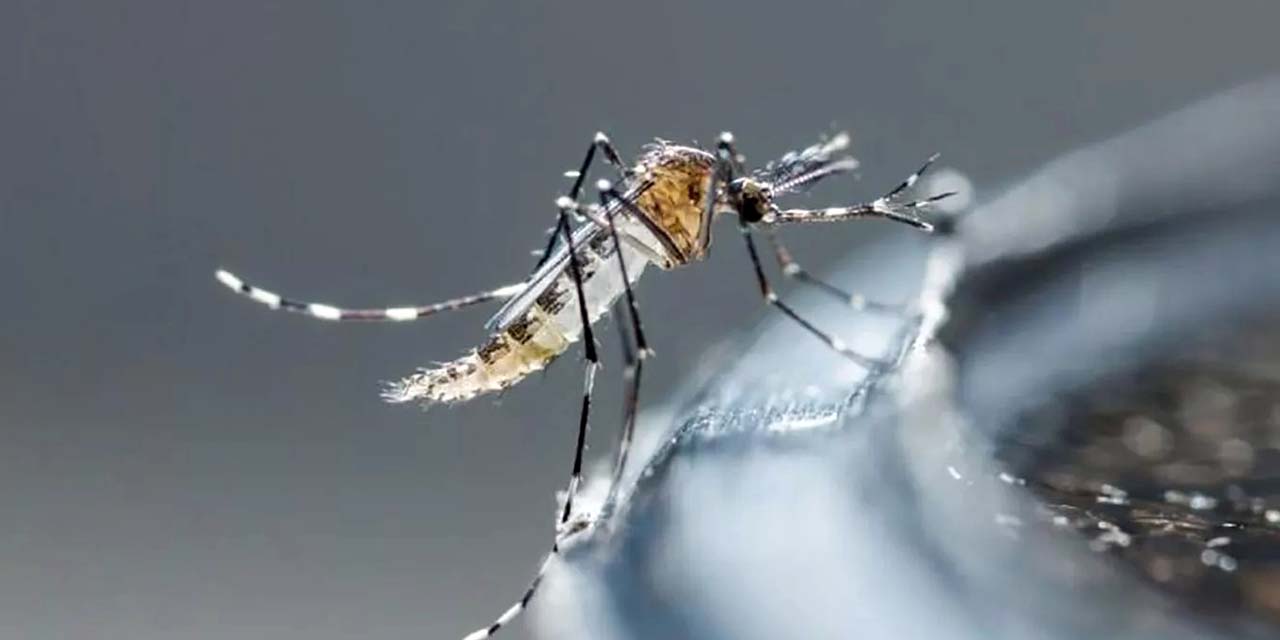 Foto: internet // Ante el aumento de casos de dengue en este 2024, se reitera a la población no bajar la guardia y mantener las medidas de prevención.
