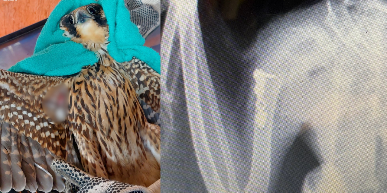 Rescatan halcón peregrino con fractura en un ala en Salina Cruz | El Imparcial de Oaxaca