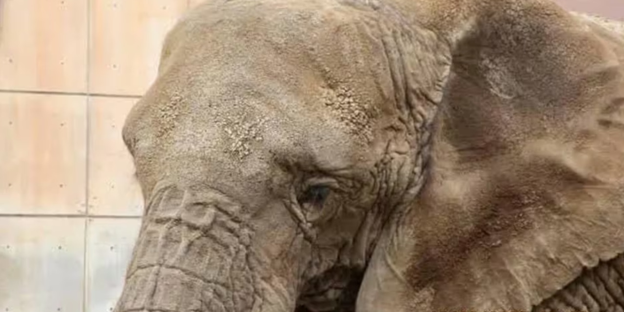 Activistas claman por salvar a Ely, ‘la elefanta más triste del mundo’ | El Imparcial de Oaxaca