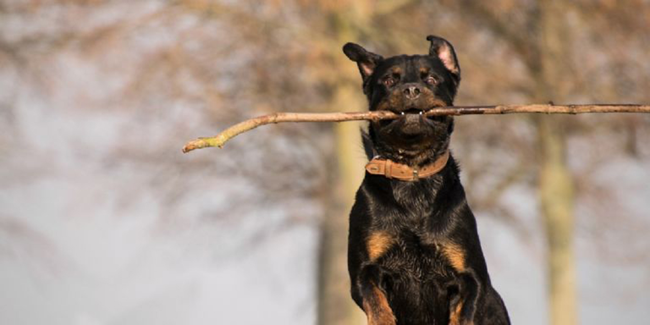 Muere asesinado por sus perros  rottweiler tras celebrar el Año Nuevo