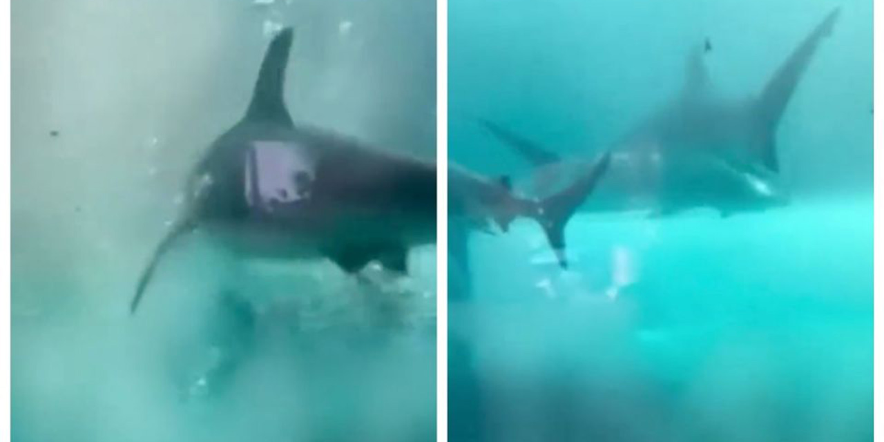 VIDEO: Tiburón ataca a niño en hotel lujoso de Bahamas | El Imparcial de Oaxaca
