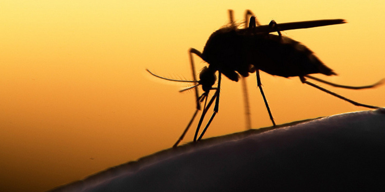 Detectan cuatro casos de Malaria en Juchitán de Zaragoza | El Imparcial de Oaxaca