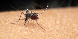 Foto: internet // Mosquito transmisor de enfermedades como el dengue.