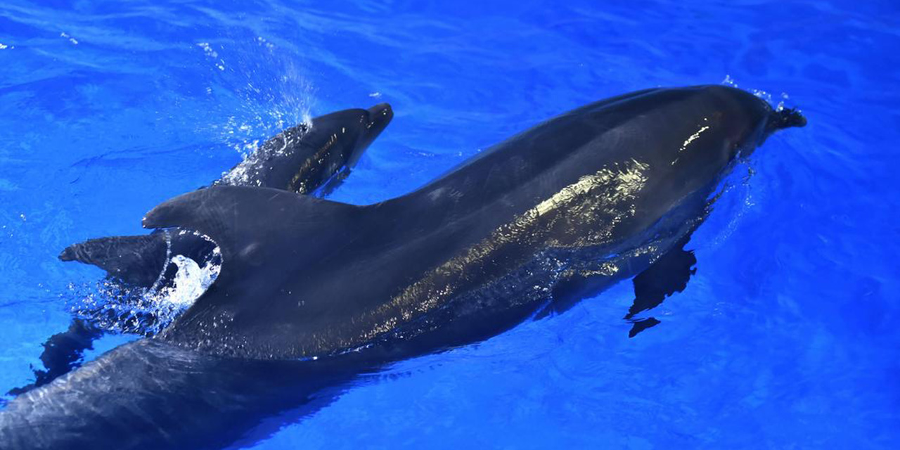 Delfines hembras modifican su tono al comunicarse con crías | El Imparcial de Oaxaca