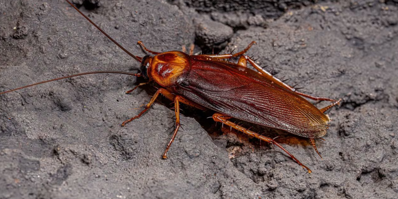 La guanábana: un insecticida natural contra las cucarachas | El Imparcial de Oaxaca