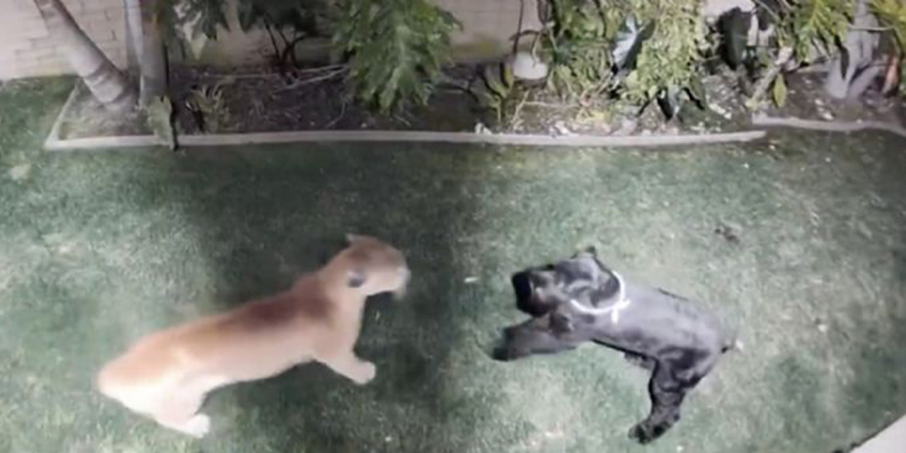 VIDEO: Perrita schnauzer escapa valientemente de ataque de puma en Estados Unidos