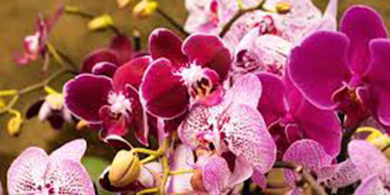 ¿Cómo cuidar las orquídeas? | El Imparcial de Oaxaca
