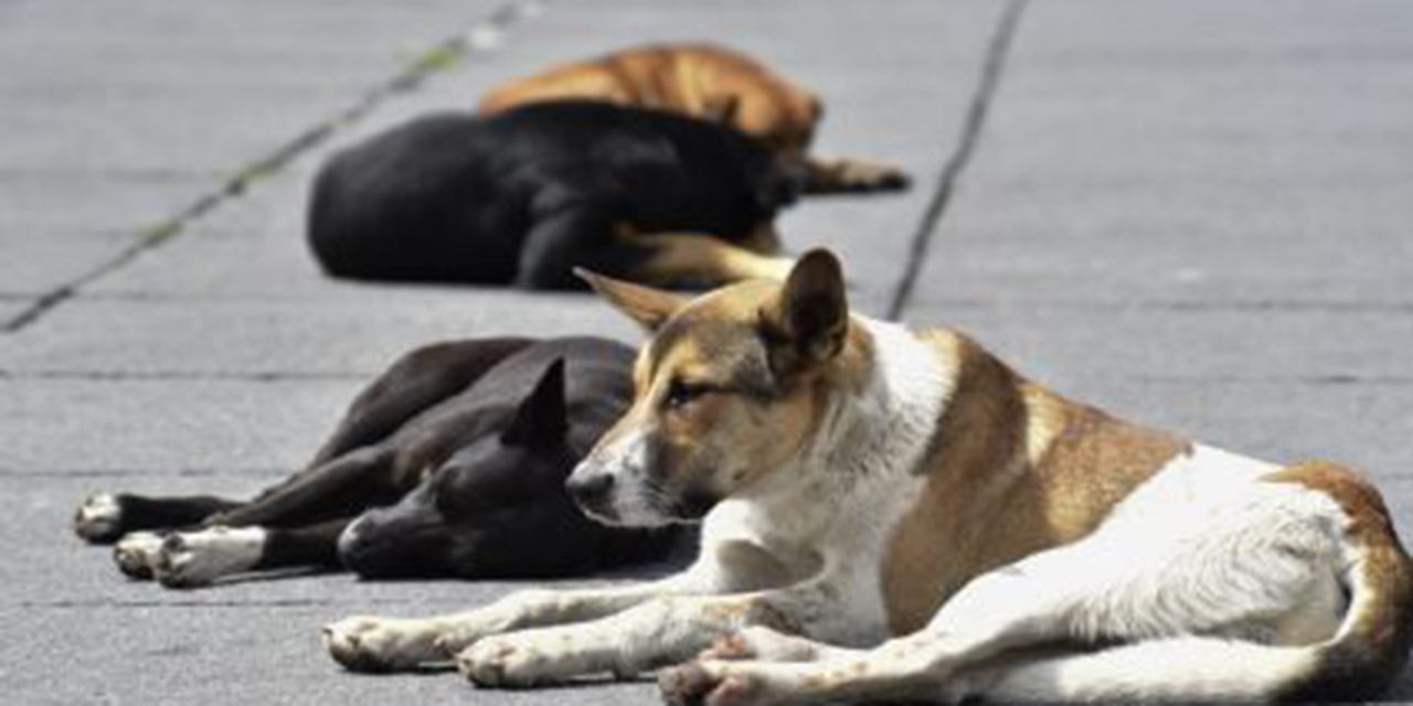 Ofrecen recompensa para atrapar al asesino de perritos | El Imparcial de Oaxaca