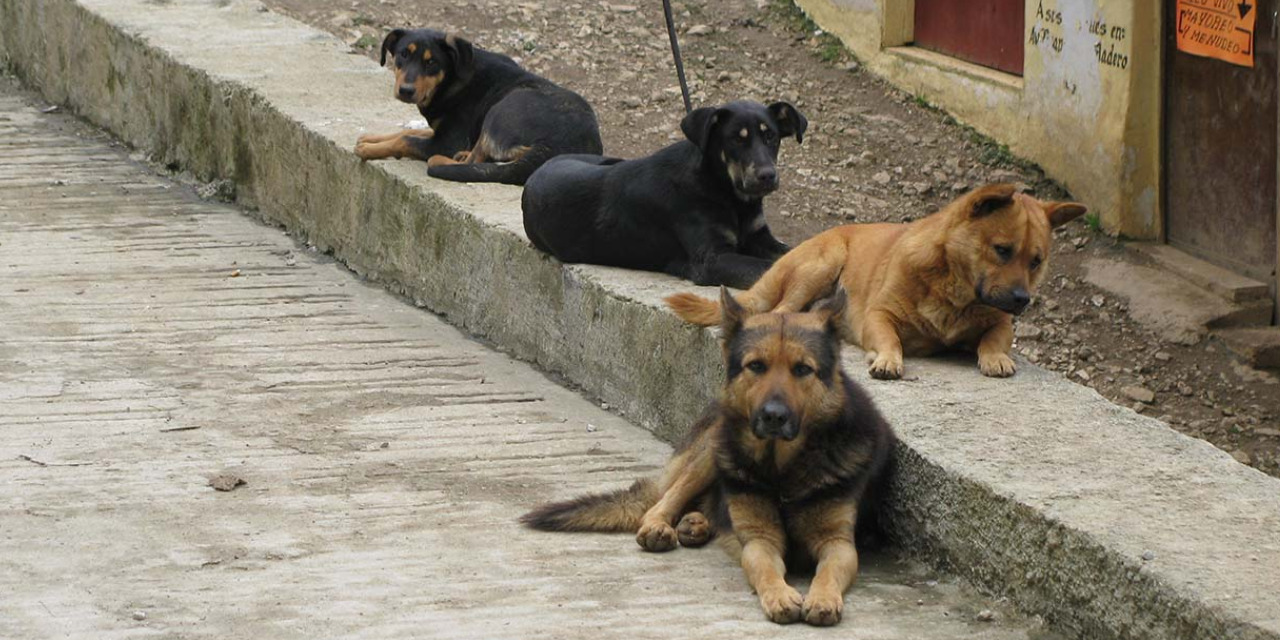 Programa de captura y sacrificio de perros peligrosos en Pochutla | El Imparcial de Oaxaca