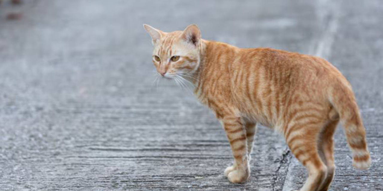 VIDEO: Buscan a un gato “Tóxico” en Fukuyama, Japón | El Imparcial de Oaxaca