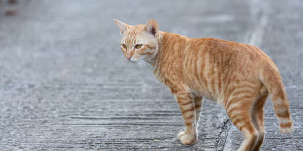 VIDEO: Buscan a un gato “Tóxico” en Fukuyama, Japón