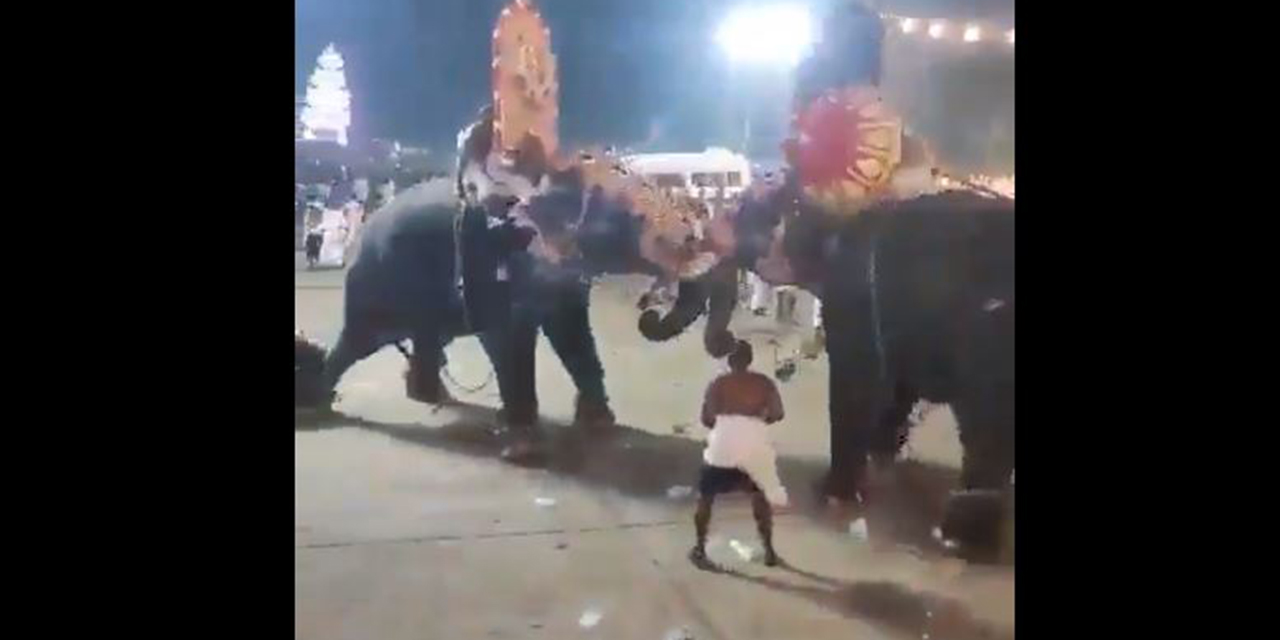 VIDEO: Violenta pelea de elefantes en celebración religiosa y dejan varios heridos | El Imparcial de Oaxaca