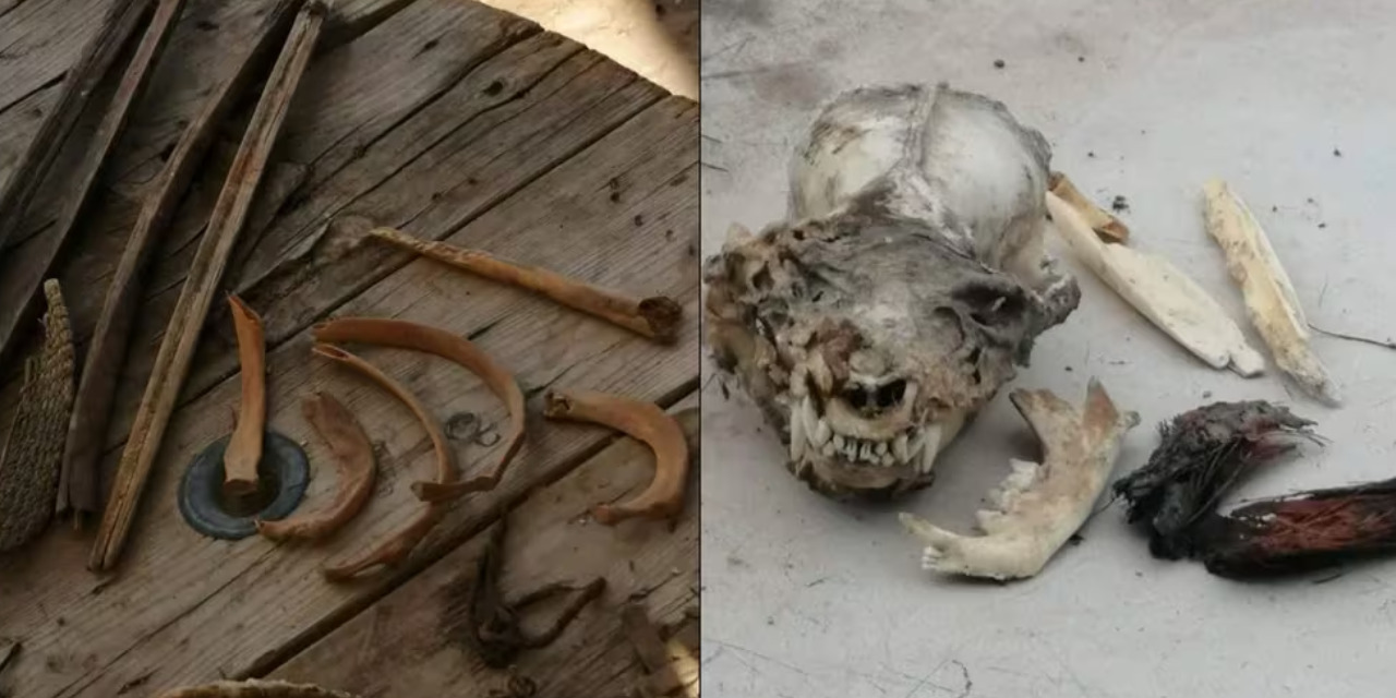 Raro cráneo humano con colmillos es hallado en cueva de Coahuila | El Imparcial de Oaxaca