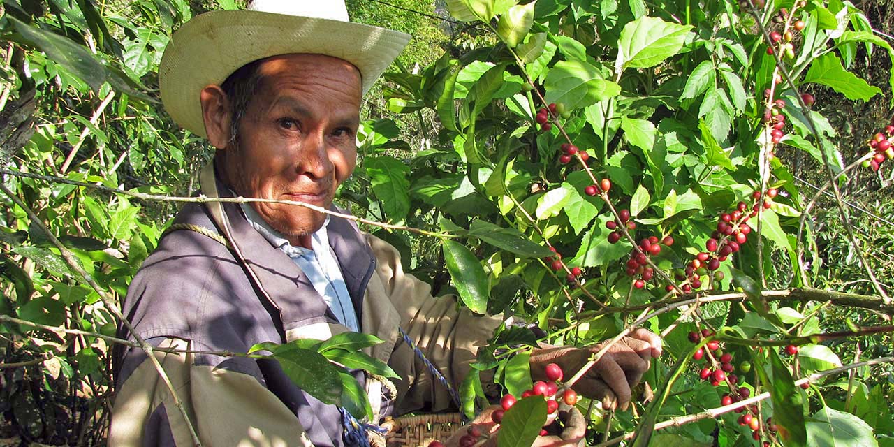 Foto: Archivo El Imparcial // Los productores de café esperan que tanto el Gobierno del Estado, como el federal, volteen los ojos hacia ellos.