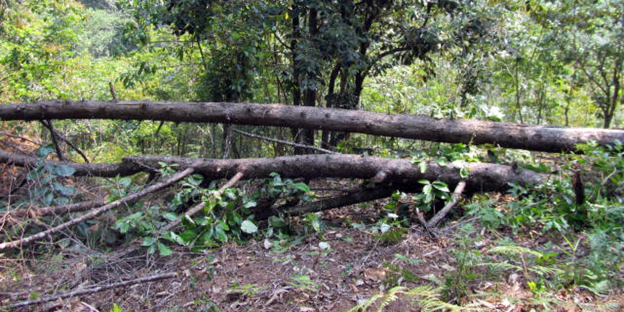 Los terrenos con árboles de encino, guajinicuil, álamos, fresnos y frutales son visitados constantemente por ladrones de leña.