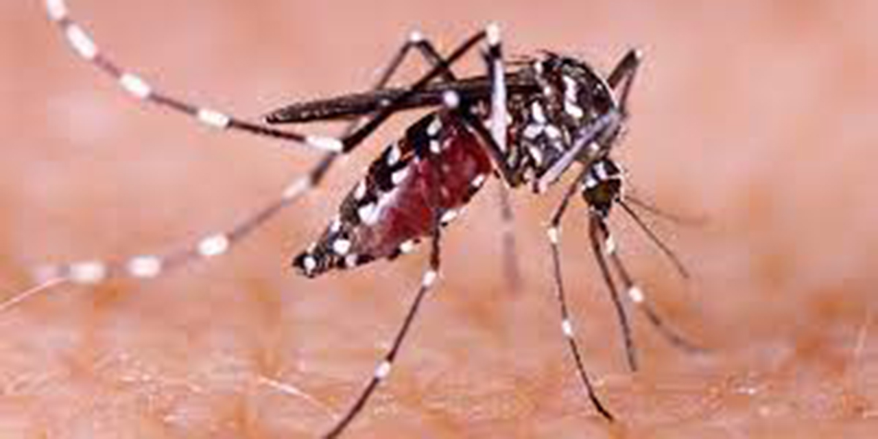 Qué es el dengue, cuáles son sus síntomas y cómo se transmite | El Imparcial de Oaxaca