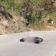 Ultiman a ‘tiros’ a motociclista en Jamiltepec