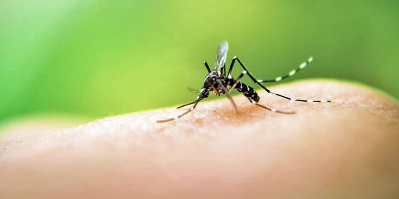 Foto: internet // Exhortan a la ciudadanía a erradicar los criaderos potenciales del mosquito transmisor de enfermedades como el dengue, zika y chikungunya.