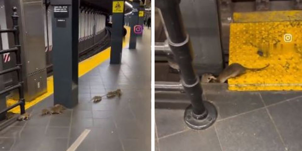 VIDEO: Intensa pelea entre ratas en el metro de Nueva York causa conmoción en redes sociales | El Imparcial de Oaxaca