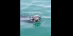 VIDEO: ¡Extraordinario avistamiento! Captan foca nadando en Chipehua