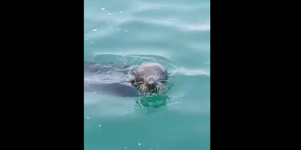 VIDEO: ¡Extraordinario avistamiento! Captan foca nadando en Chipehua | El Imparcial de Oaxaca