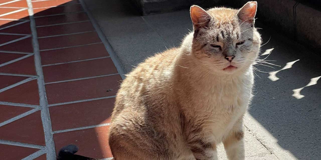 Fallece Zeus, el icónico gato de Palacio Nacional | El Imparcial de Oaxaca