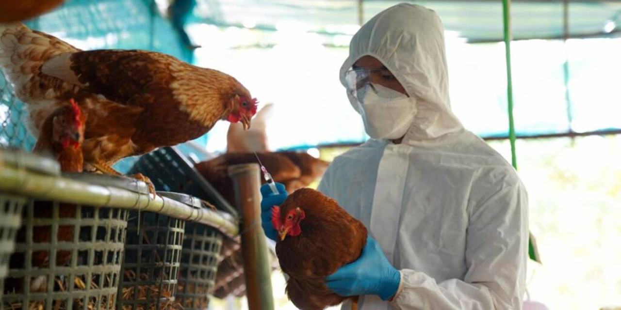 Experto advierte sobre la posibilidad de una pandemia global de gripe aviar | El Imparcial de Oaxaca