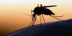 Foto: internet – ilustrativa // En 2024, el estado se ubica en el segundo lugar con un acumulado de tres casos de paludismo.