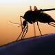 Tras 10 años sin casos, en Oaxaca reaparece el paludismo