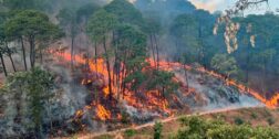 Foto: Archivo El Imparcial // Al menos seis incendios forestales siguen activos en Oaxaca.