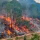 Arrasan tres incendios con bosques de Chimalapas