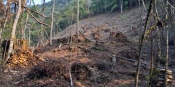 Aspecto de la tala de árboles en las agencias de Huautla.