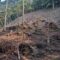 Aspecto de la tala de árboles en las agencias de Huautla.