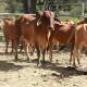Reporta Oaxaca un caso de rabia en sector bovino