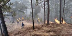 Foto: cortesía // Brigadistas de Coesfo y Conafor combaten el incendio forestal intermunicipal que afecta a San Miguel del Puerto en la Costa, así como a San Carlos Yautepec y Santa María Ecatepec en la Sierra Sur.