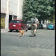 VIDEO: Controversia tras clip de sujeto jalando de la correa de un perro
