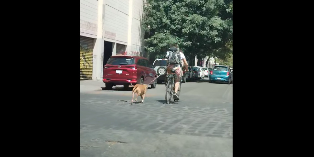 VIDEO: Controversia tras clip de sujeto jalando de la correa de un perro | El Imparcial de Oaxaca