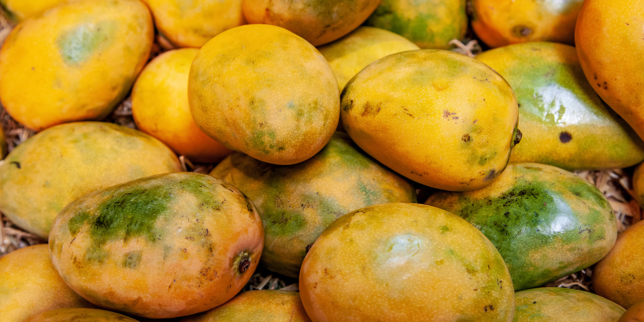 Descubre los sorprendentes beneficios para la salud de consumir mango a diario | El Imparcial de Oaxaca