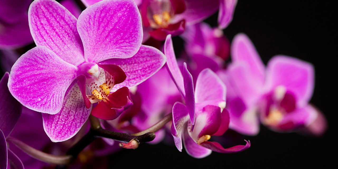 Trucos para cuidar y replantar tus orquídeas | El Imparcial de Oaxaca
