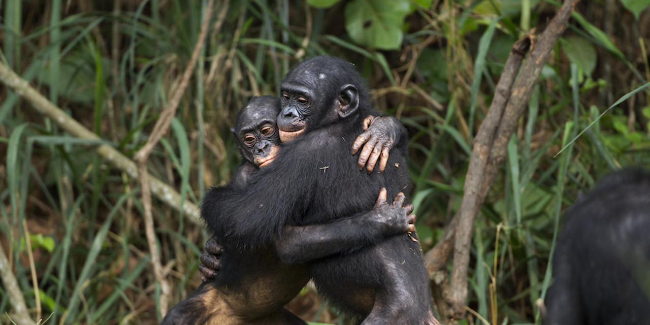 Estudio Revela: Los Bonobos Macho son Más Agresivos y Exitosos en el Apareamiento que los Chimpancés | El Imparcial de Oaxaca