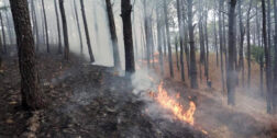 Foto: cortesía // Más de 12 mil hectáreas de selva devastadas en los Chimalapas por tres incendios forestales.