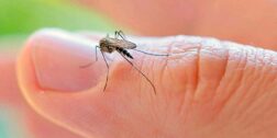 Foto: internet – ilustrativa // Solo cuatro entidades han notificado casos de paludismo en lo que va del año.