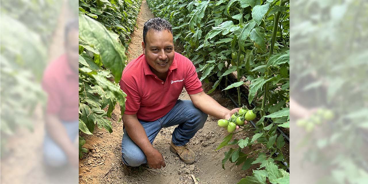 Aumenta 300% producción de jitomate con invernaderos en San José del Progreso