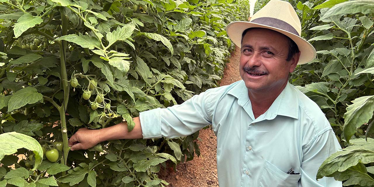 Aumenta 300% producción de jitomate con invernaderos en San José del Progreso