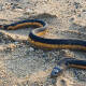 ¡Alerta en las playas! Encuentran serpiente marina venenosa