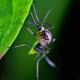 Suma Oaxaca tres casos de Zika en lo que va de 2024