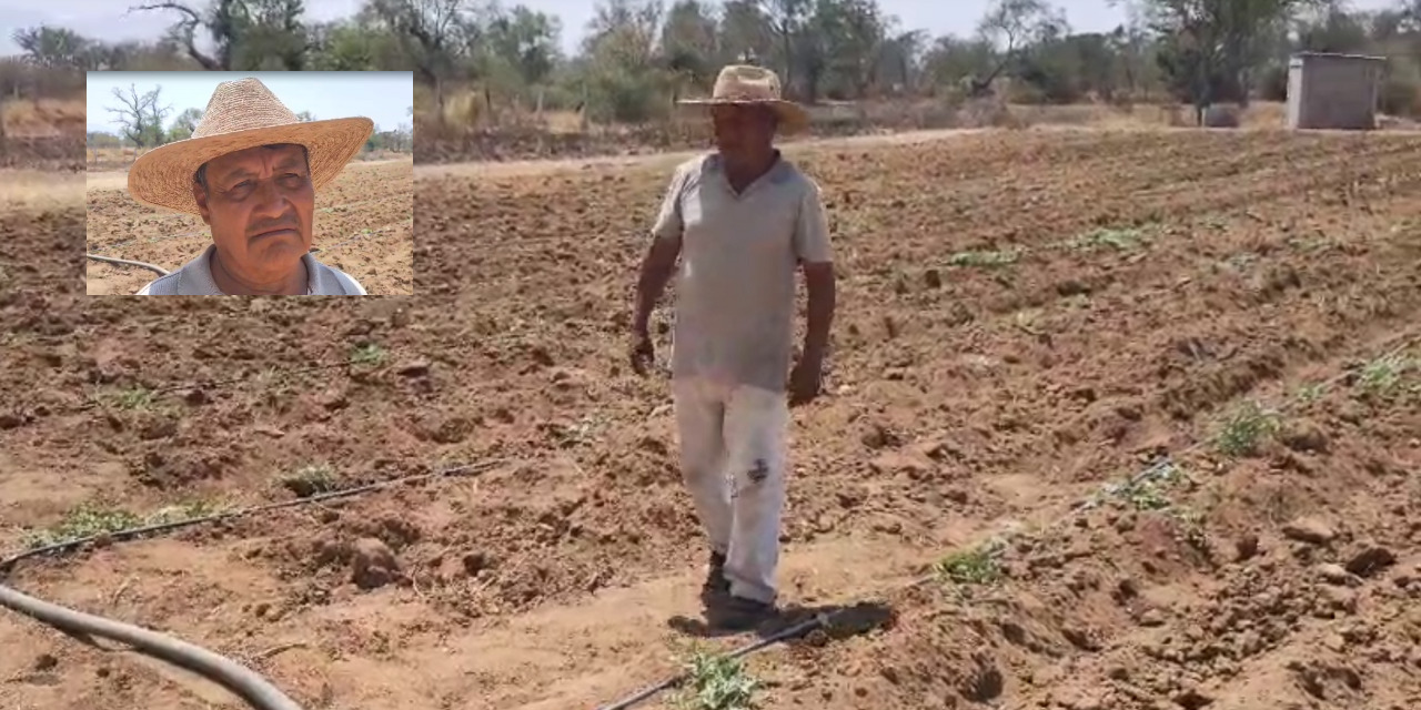¡Crisis en el campo! Sequía amenaza cosechas agrícolas | El Imparcial de Oaxaca