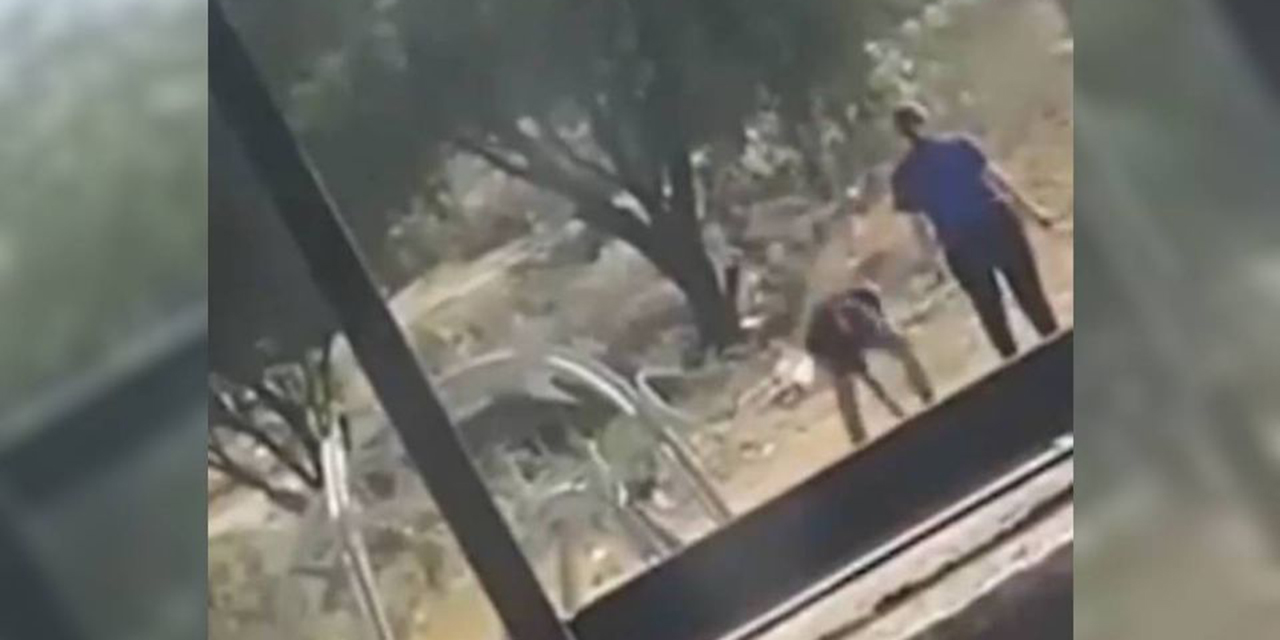 VIDEO: Perrito defiende a mujer y bebé pero pierde la vida en el intento | El Imparcial de Oaxaca