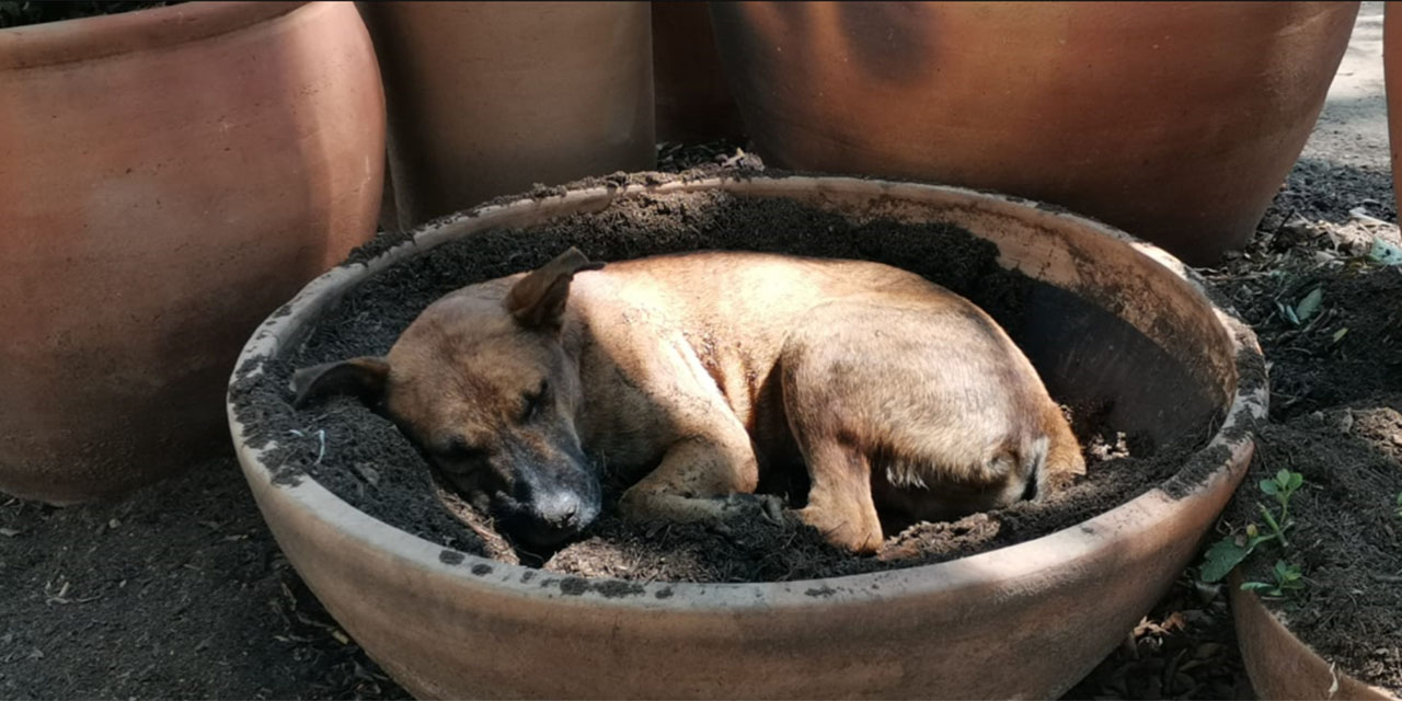 Hematomas y golpe de calor, riesgo para mascotas, advierten | El Imparcial de Oaxaca
