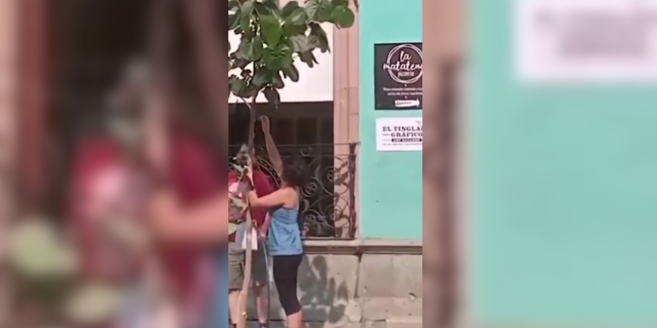 VIDEO: Se desata polémica por podar árbol en la Verde Anquera | El Imparcial de Oaxaca